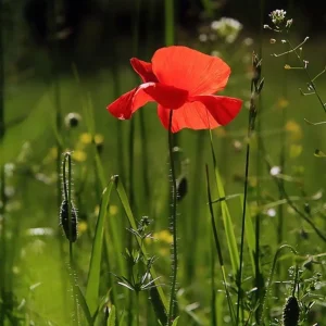 Flower Fun Activity Guide