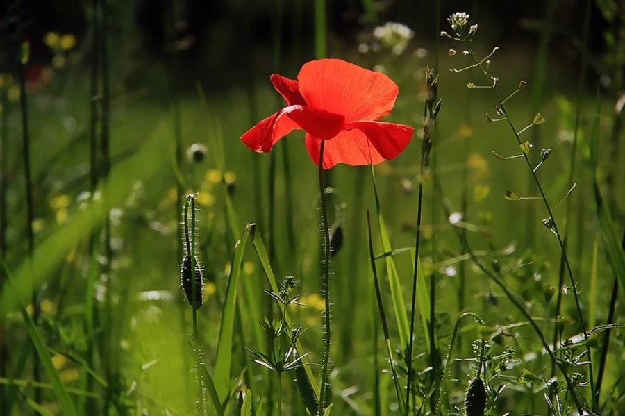 View our Flower Fun Activity Guide product